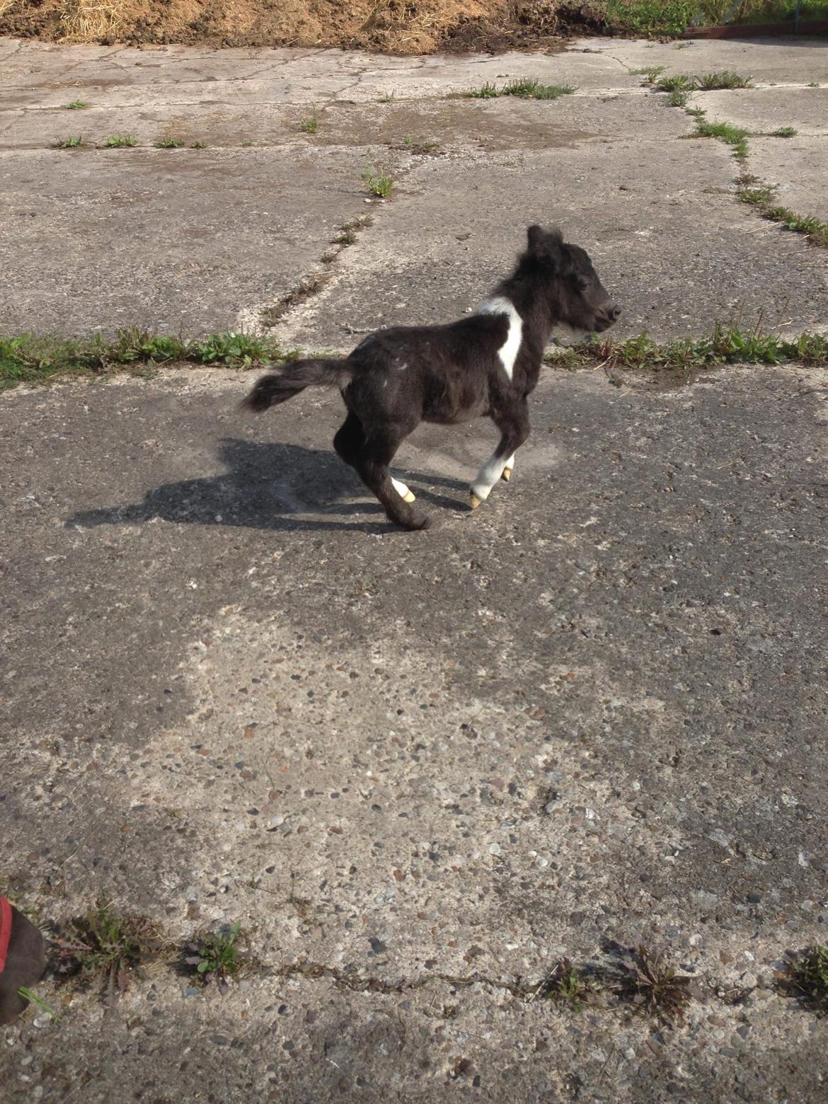 Anden særlig race SV. Troublemaker billede 11