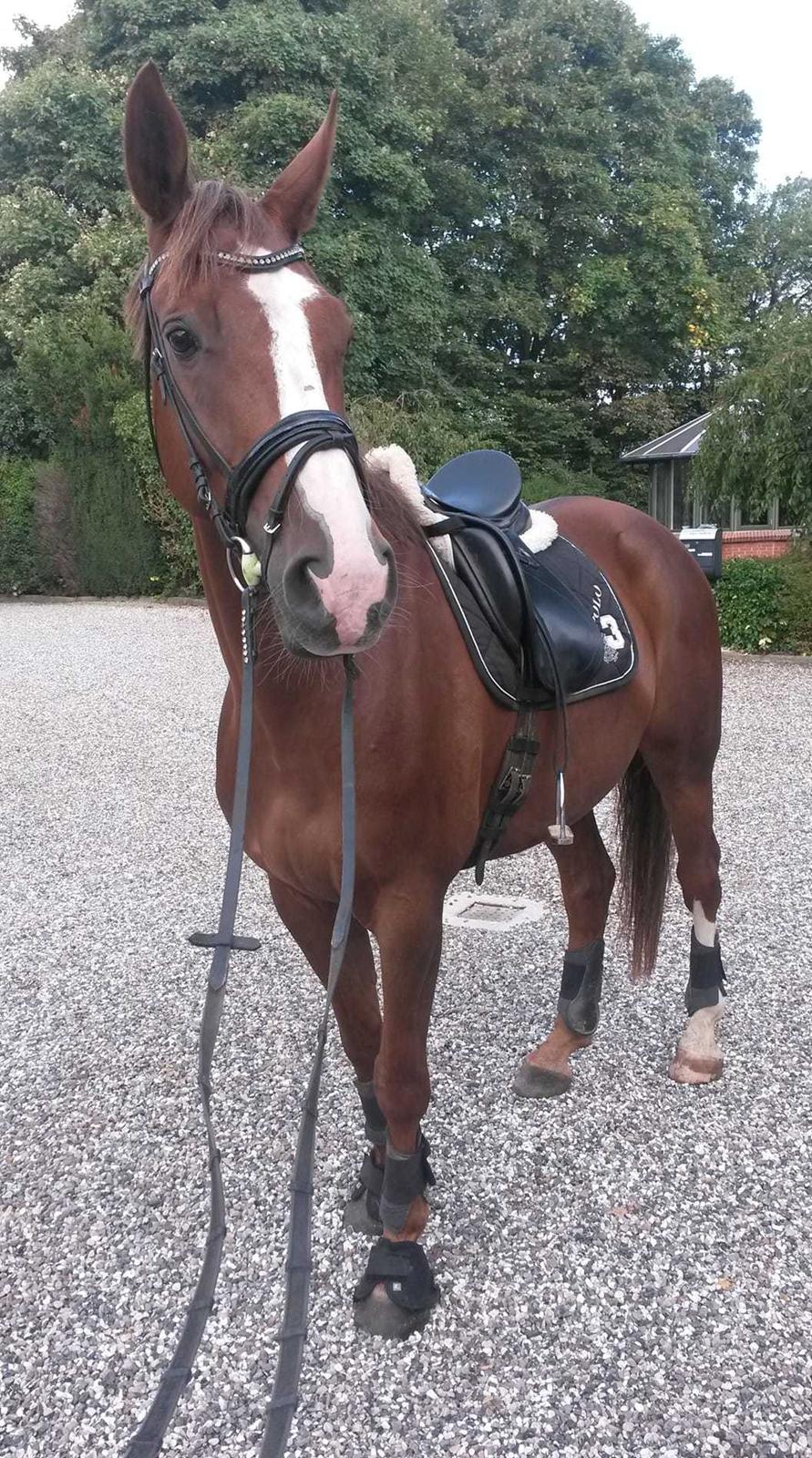 Dansk Varmblod Bastholmmølles Diablo - Dabsen <3 billede 3