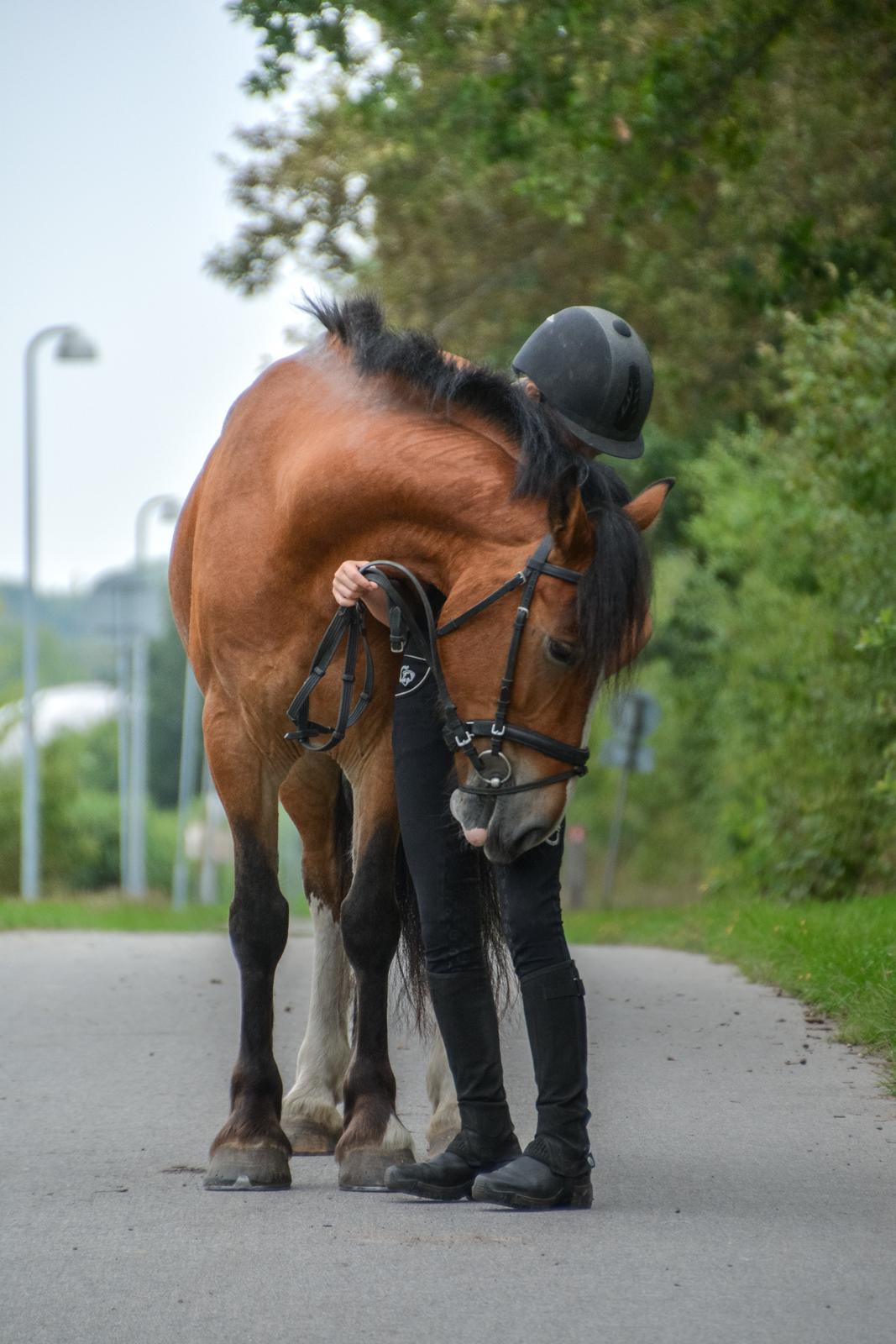 Anden særlig race Corna Sarah billede 15
