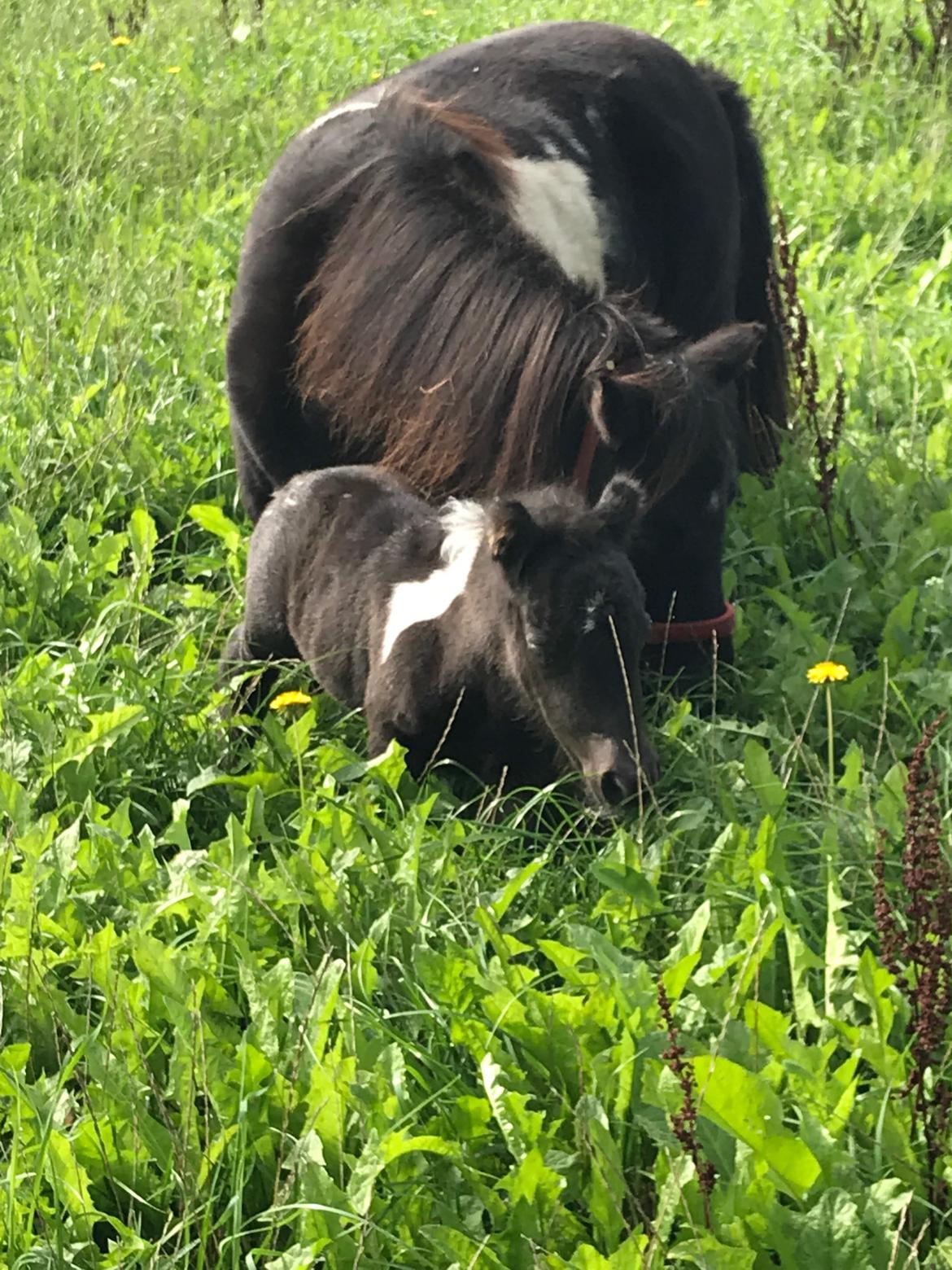 Anden særlig race SV. Troublemaker billede 13