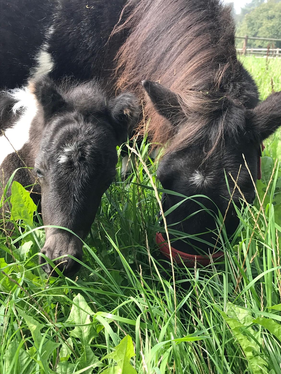 Anden særlig race SV. Troublemaker billede 15
