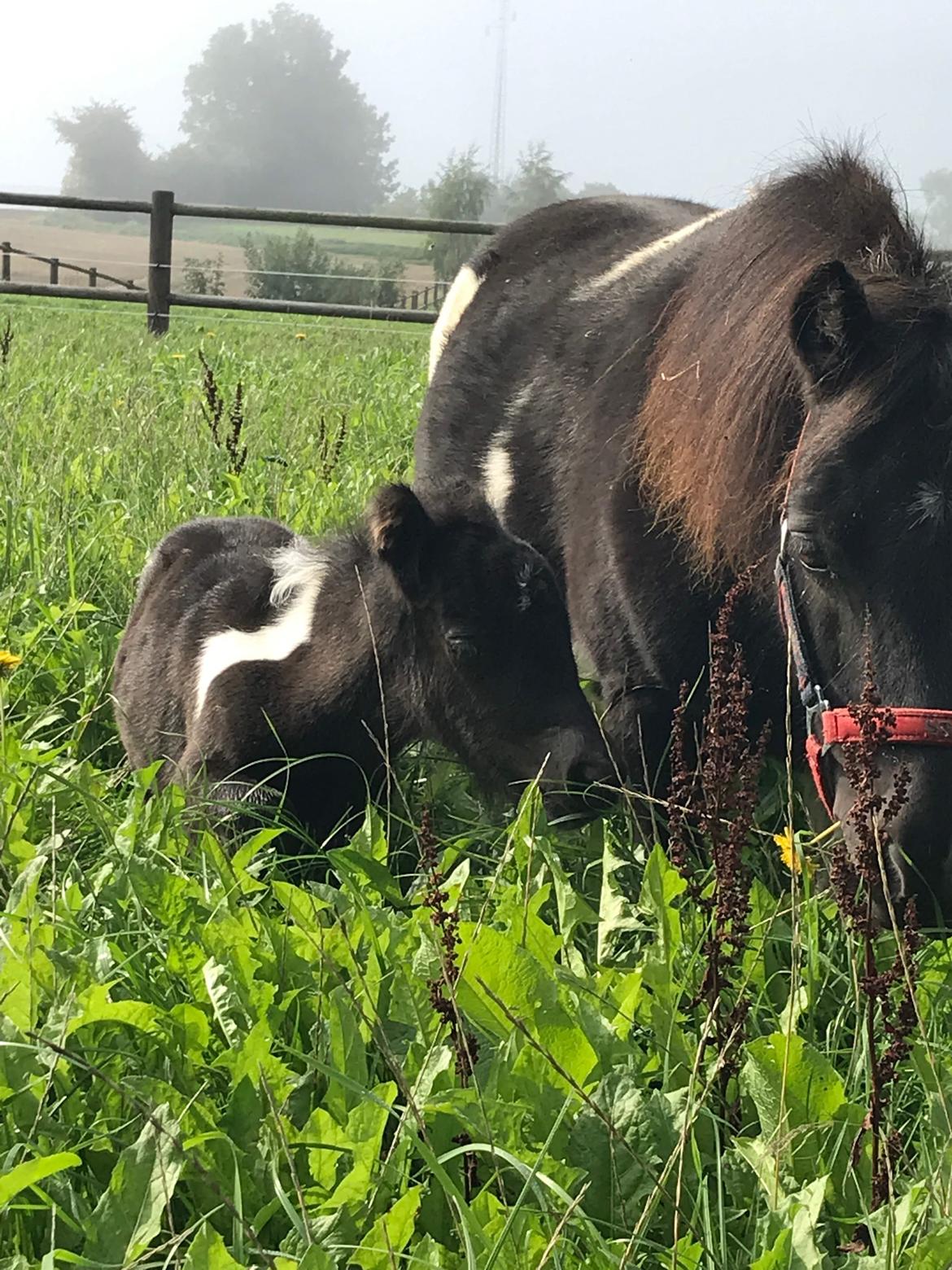 Anden særlig race SV. Troublemaker billede 14