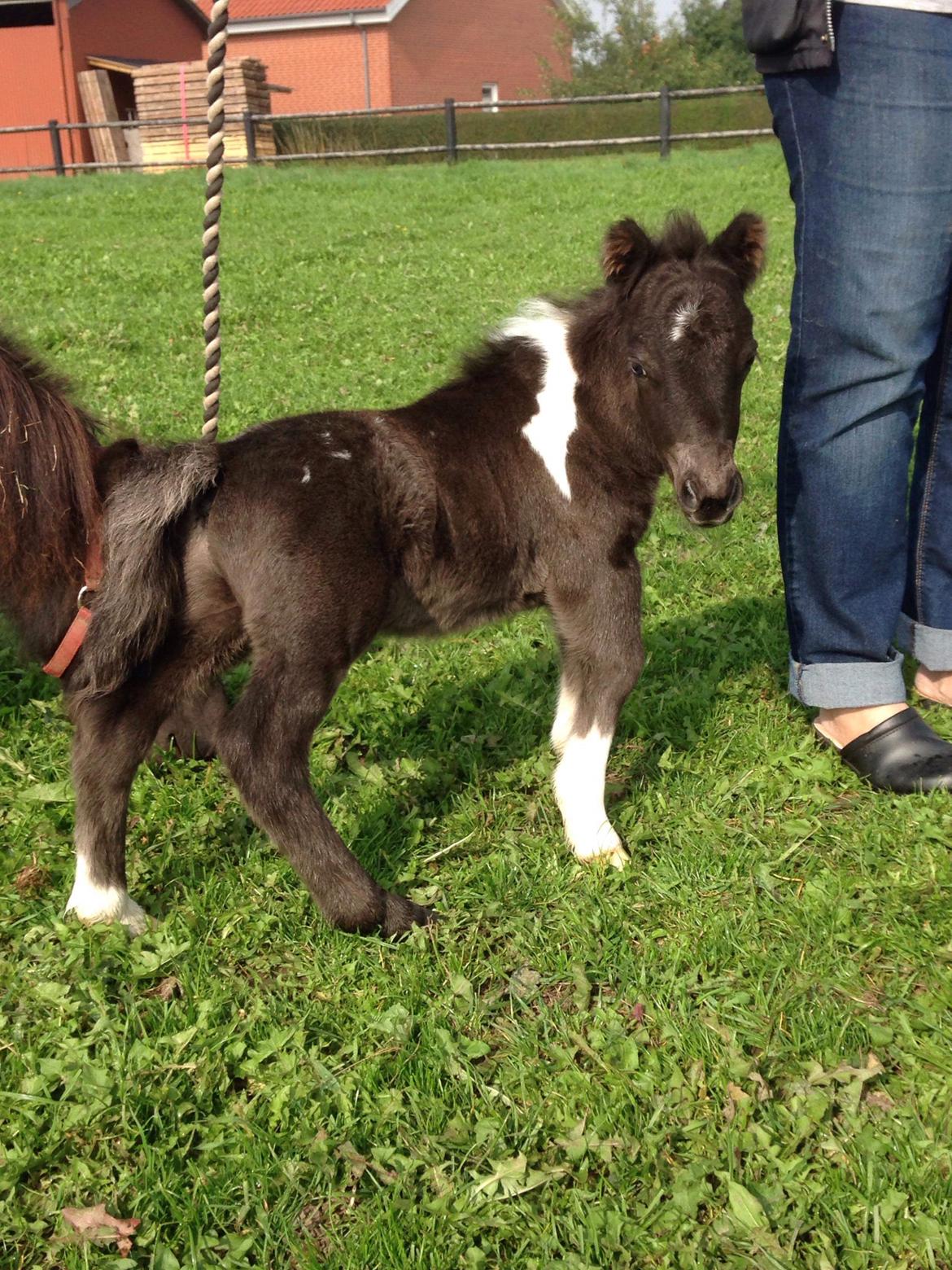 Anden særlig race SV. Troublemaker billede 16