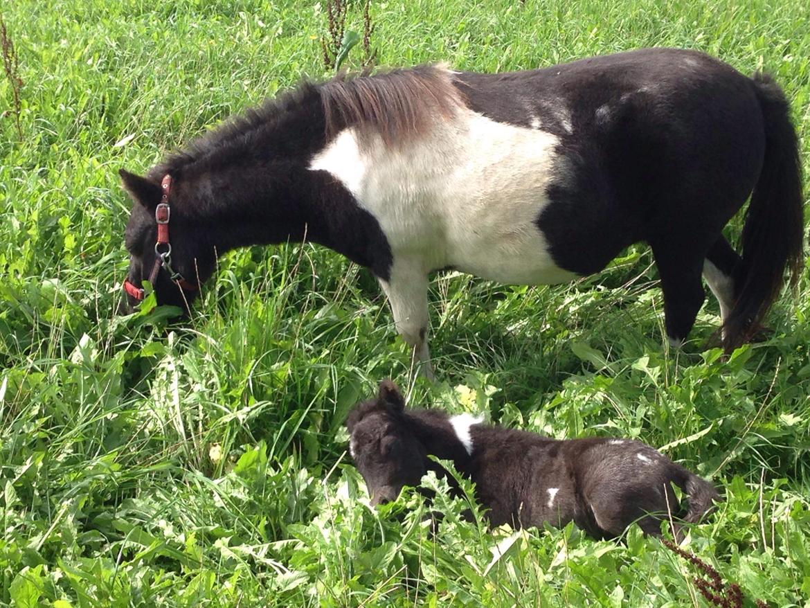 Anden særlig race SV. Troublemaker billede 17