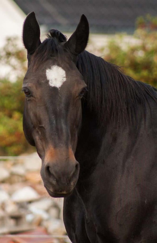 Oldenborg Bianca  billede 9