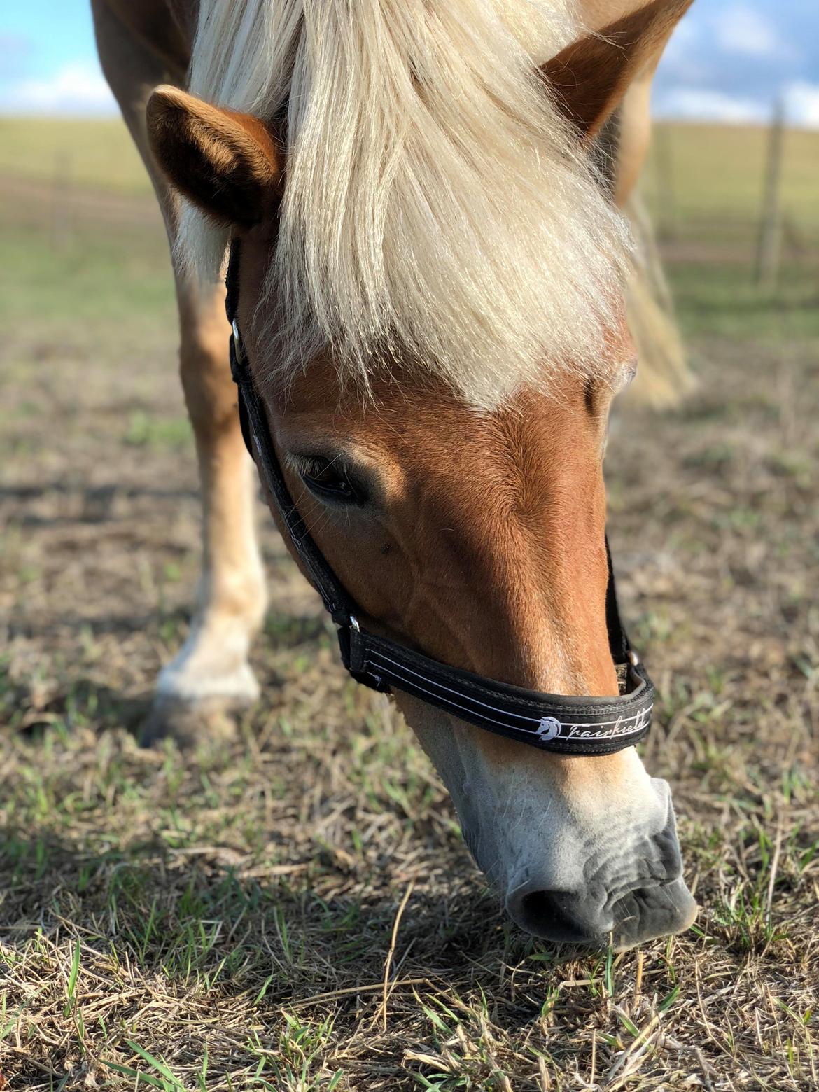 Gotlandsruss | Charmgumman billede 5