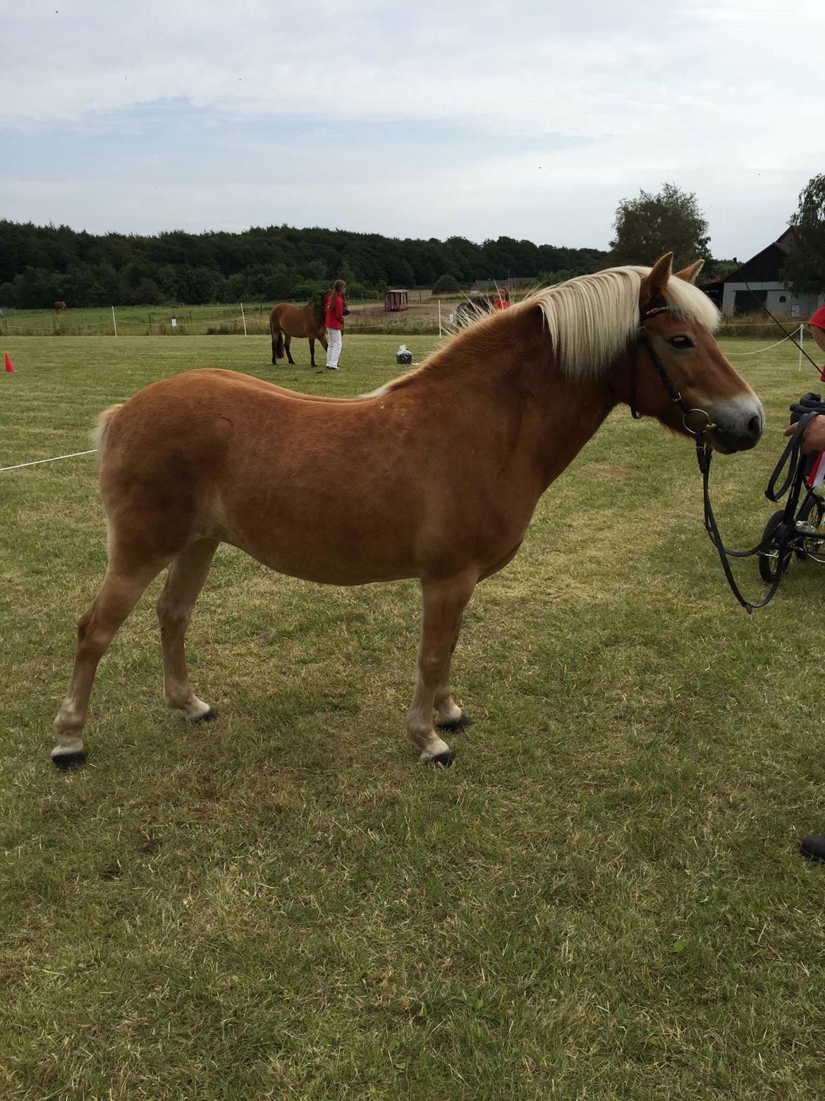 Gotlandsruss | Charmgumman billede 2