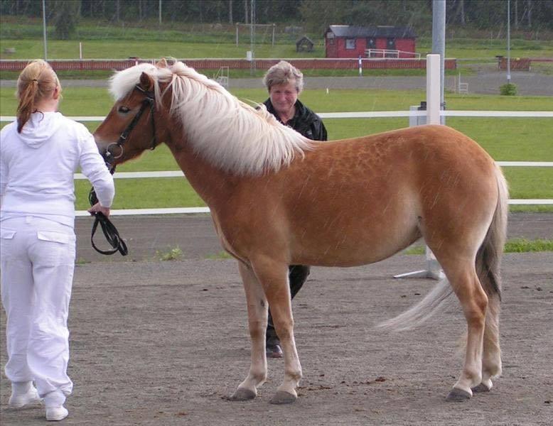 Gotlandsruss | Charmgumman - Kåring i Sverige billede 8