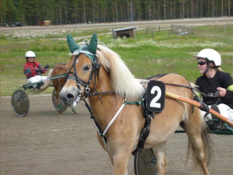 Gotlandsruss | Charmgumman - Travløb i Sverige billede 7