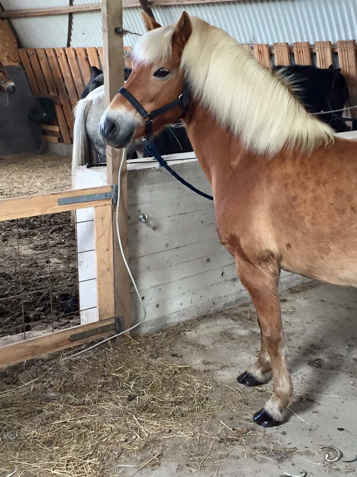 Gotlandsruss | Charmgumman billede 10