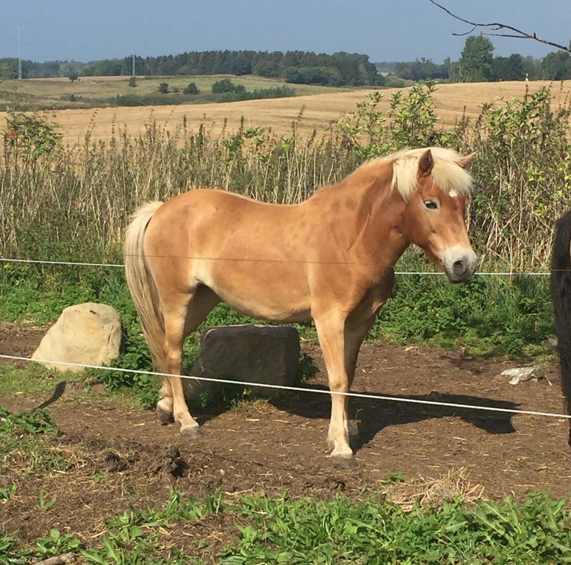 Gotlandsruss | Charmgumman billede 3