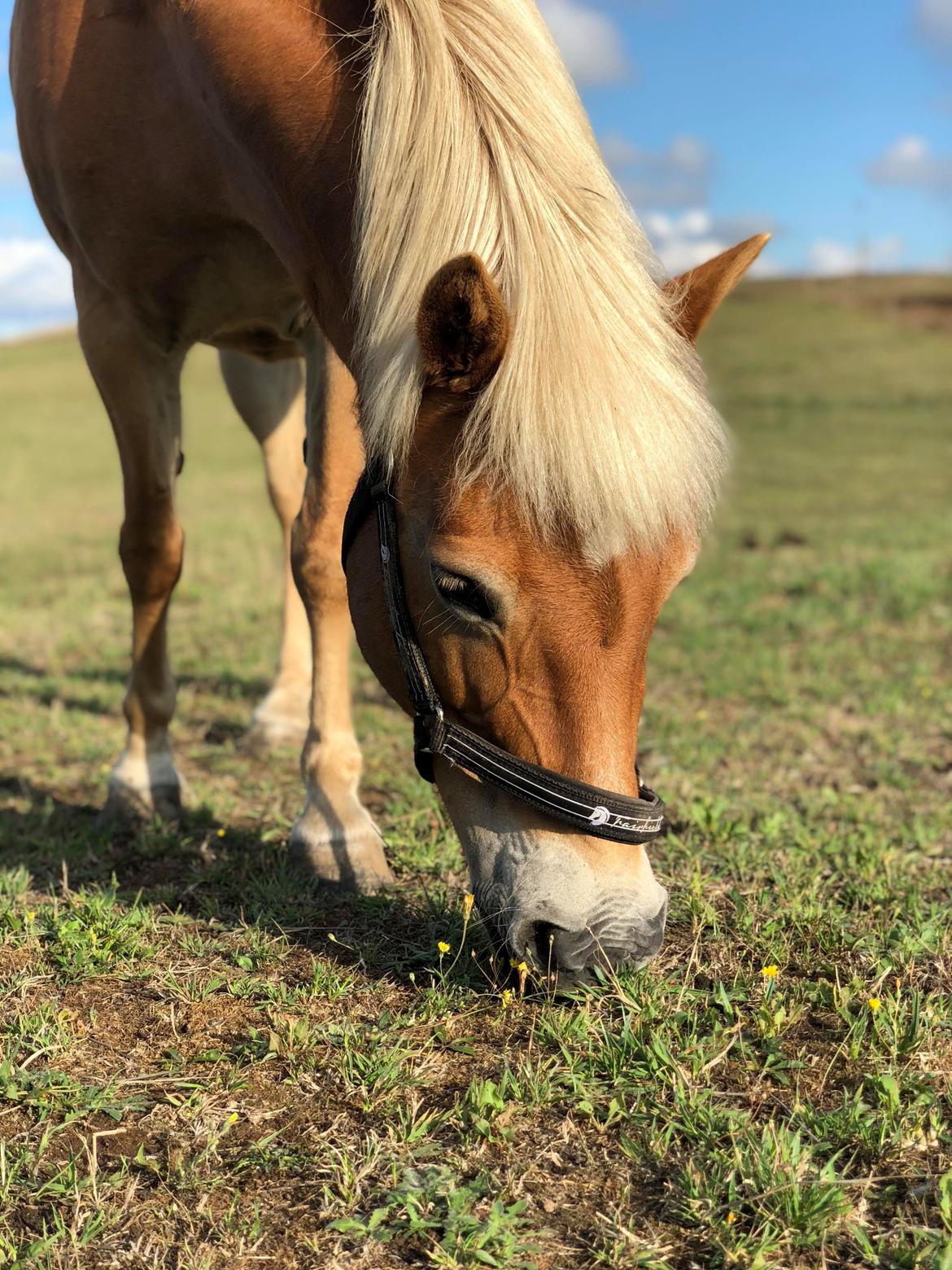 Gotlandsruss | Charmgumman billede 4