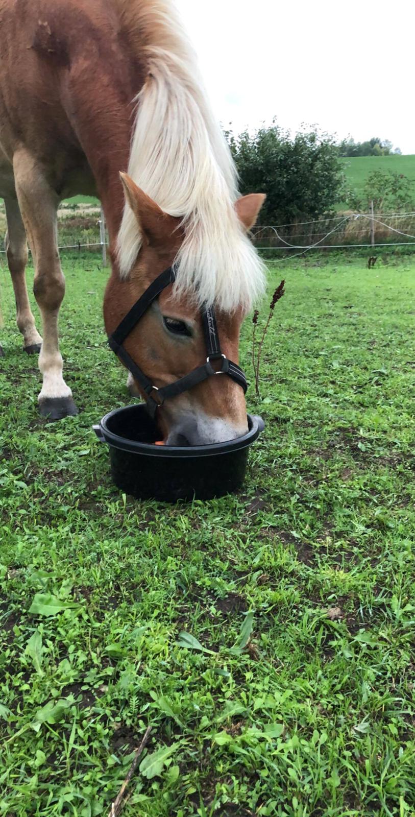 Gotlandsruss | Charmgumman - Vi var ikke helt enige om hvordan grimen skulle side :-D billede 6
