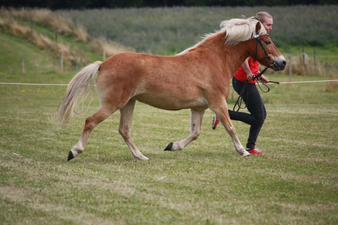 Gotlandsruss | Charmgumman - Gumman til kåring  billede 1
