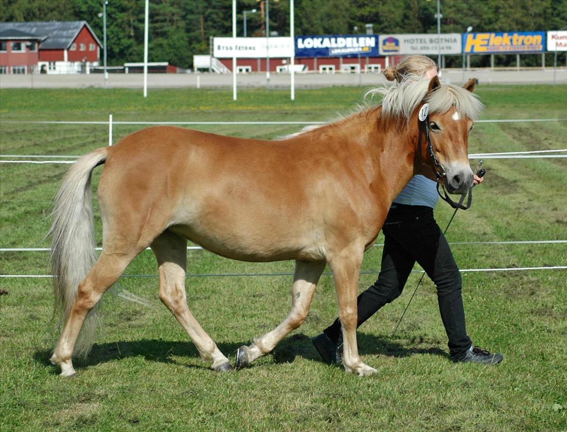 Gotlandsruss | Charmgumman billede 9