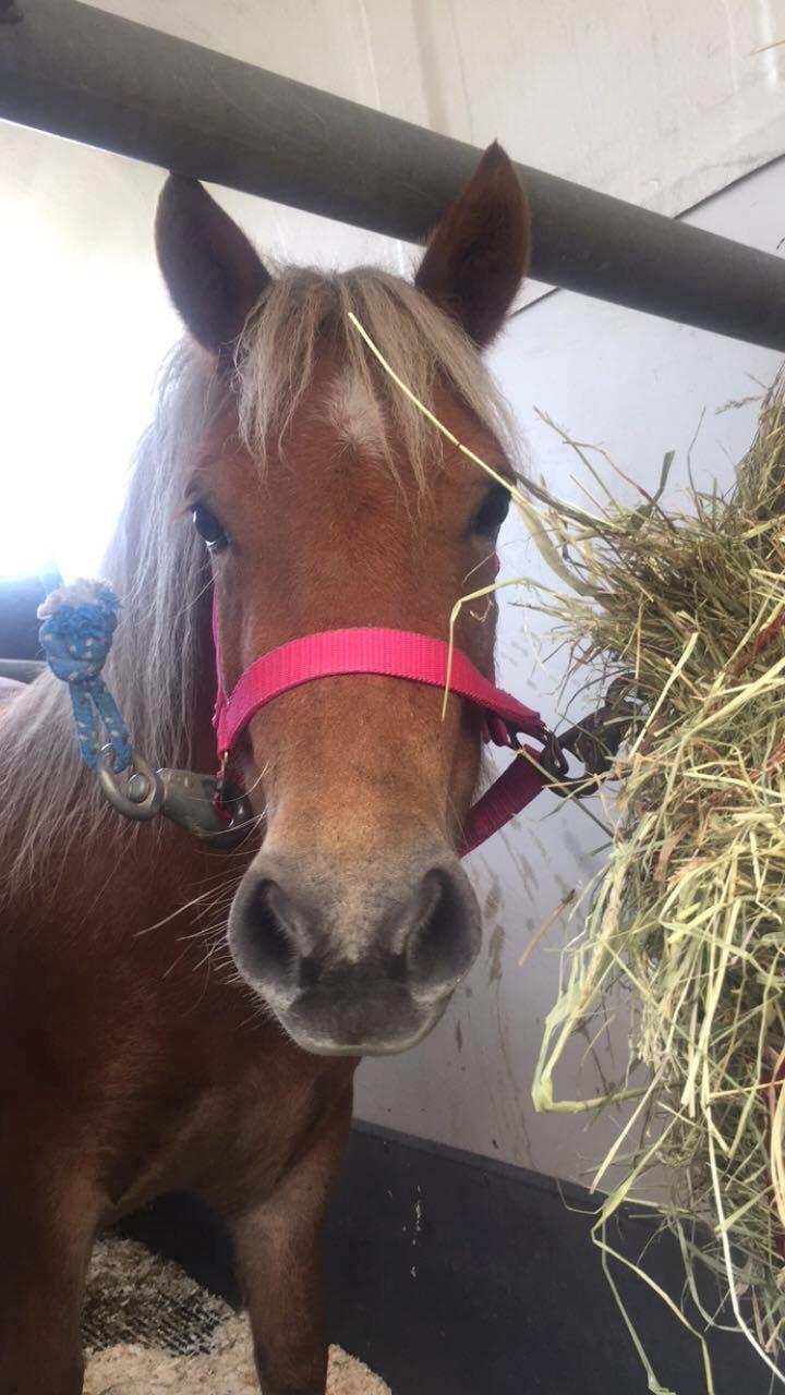 Shetlænder Hedegårdens Tikka billede 2
