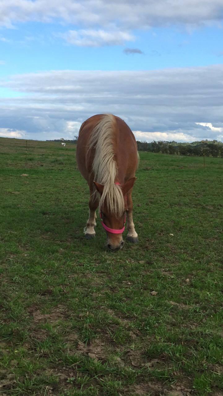 Shetlænder Hedegårdens Tikka billede 3