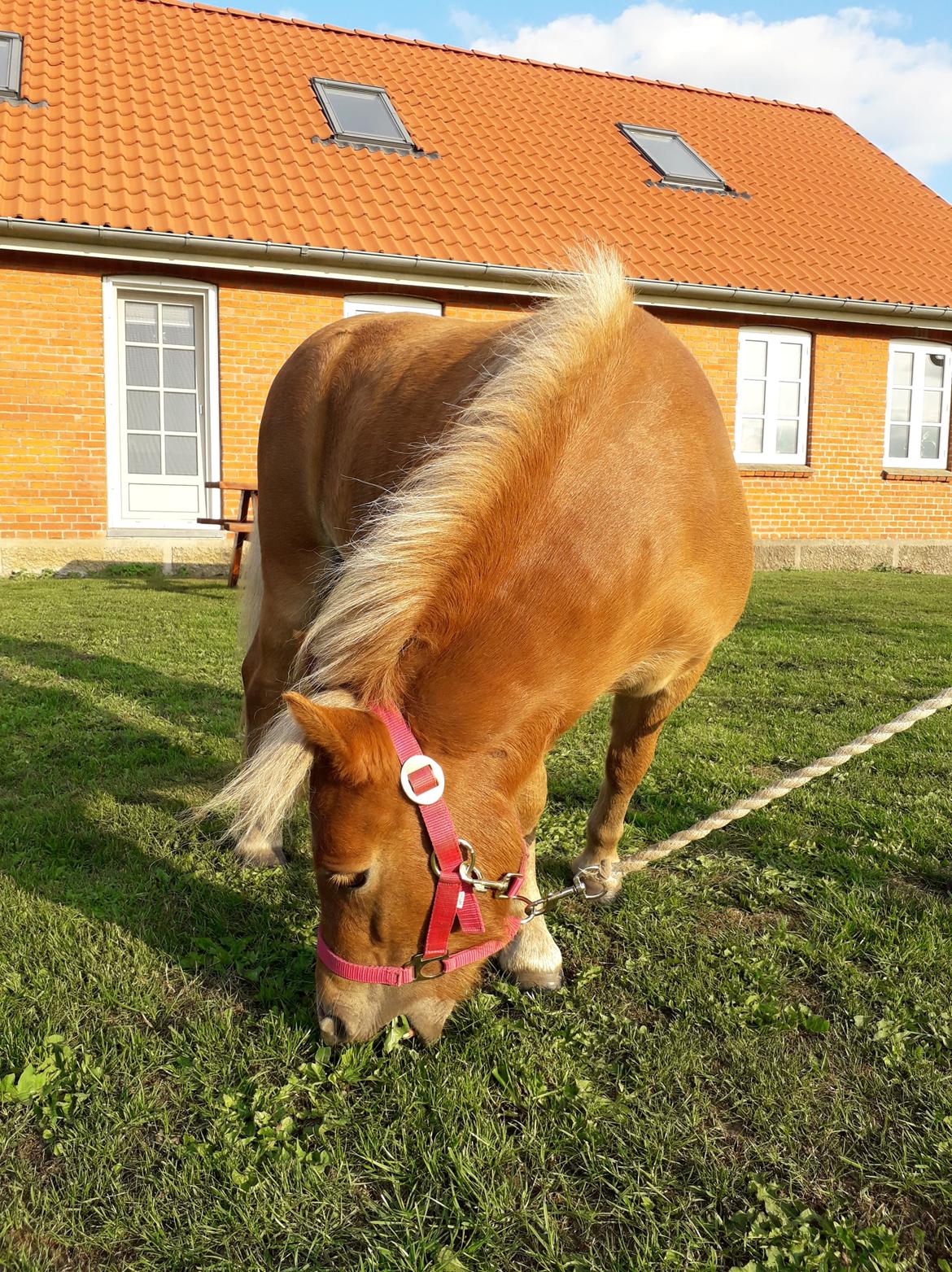 Shetlænder Hedegårdens Tikka billede 4