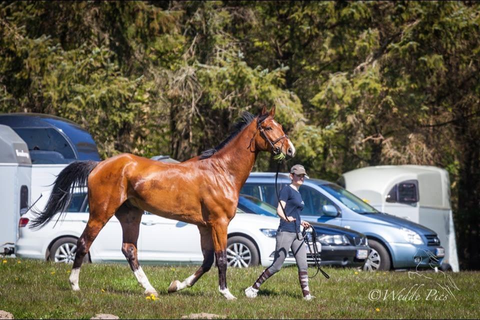 Oldenborg Wierze, ze moge latac billede 9