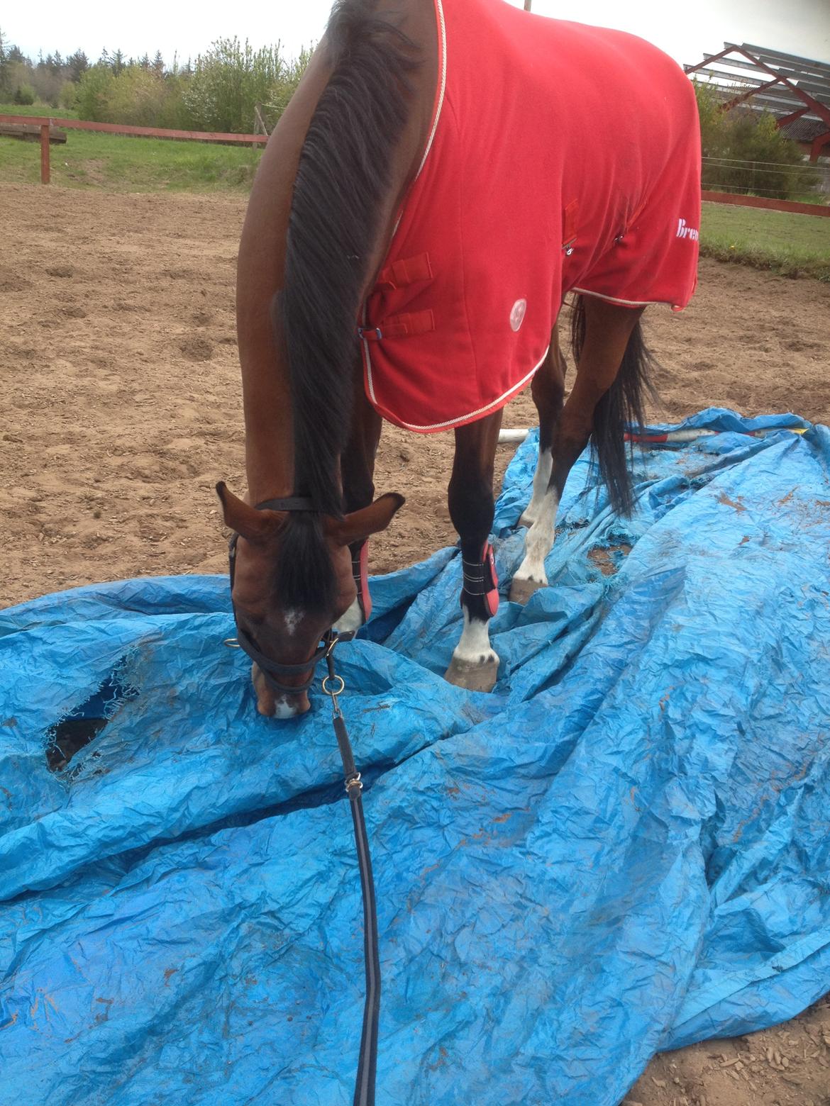 Oldenborg Wierze, ze moge latac billede 10