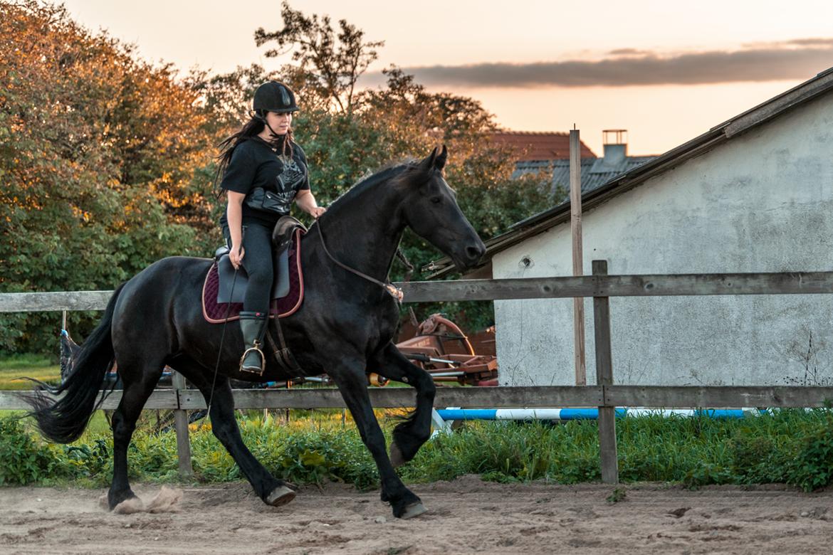 Frieser Migu van Årupgård - 1. september 2018 ... Test af ny sadel - Deuber Barok model ... Fotograf: John Sørensen billede 14