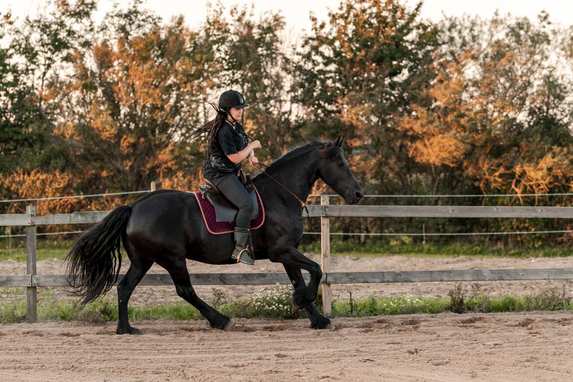 Frieser Migu van Årupgård - 1. september 2018 ... Test af ny sadel - Deuber Barok model ... Fotograf: John Sørensen billede 16