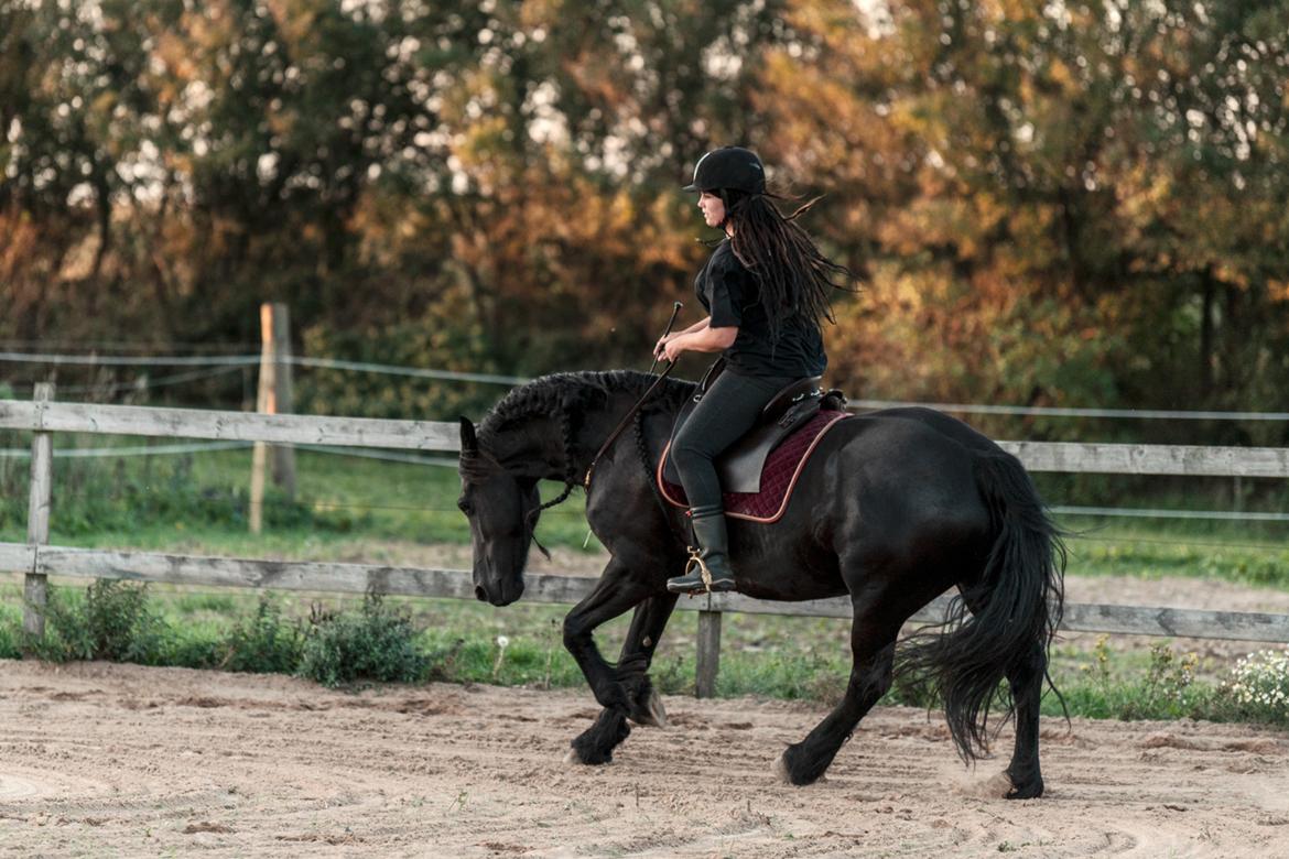 Frieser Migu van Årupgård - 1. september 2018 ... Test af ny sadel - Deuber Barok model ... Fotograf: John Sørensen billede 15