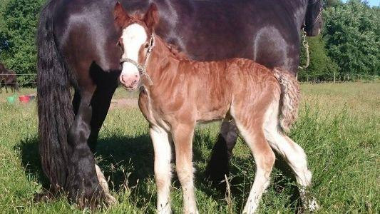 Irish Cob Meyers shelagh billede 8