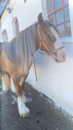 Irish Cob Meyers shelagh billede 7