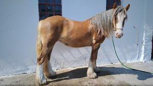 Irish Cob Meyers shelagh billede 1