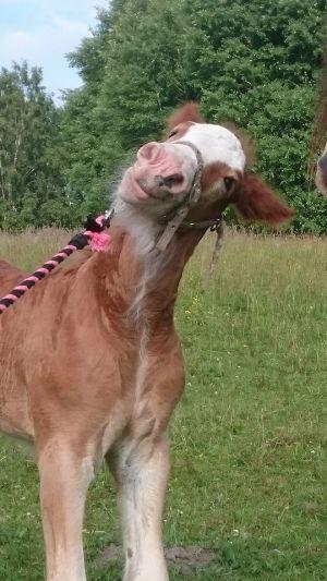 Irish Cob Meyers shelagh billede 9