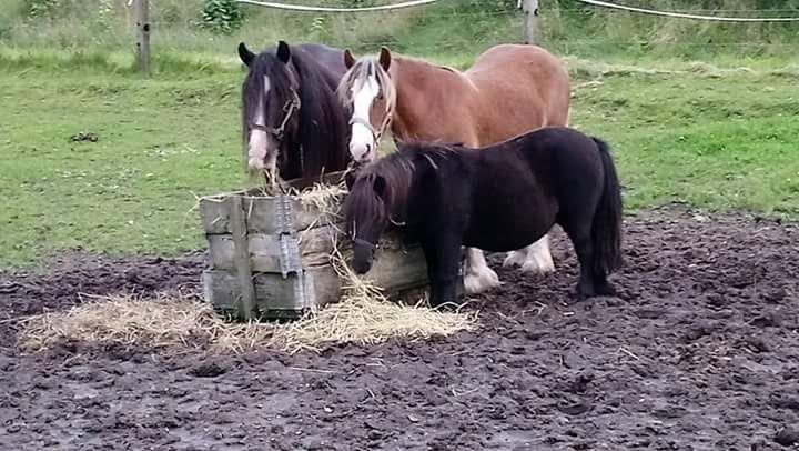 Irish Cob Meyers shelagh billede 10