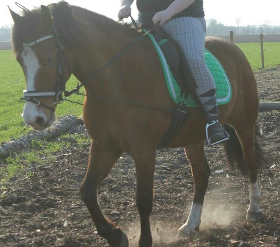 Anden særlig race Luka ( Luksen) billede 13