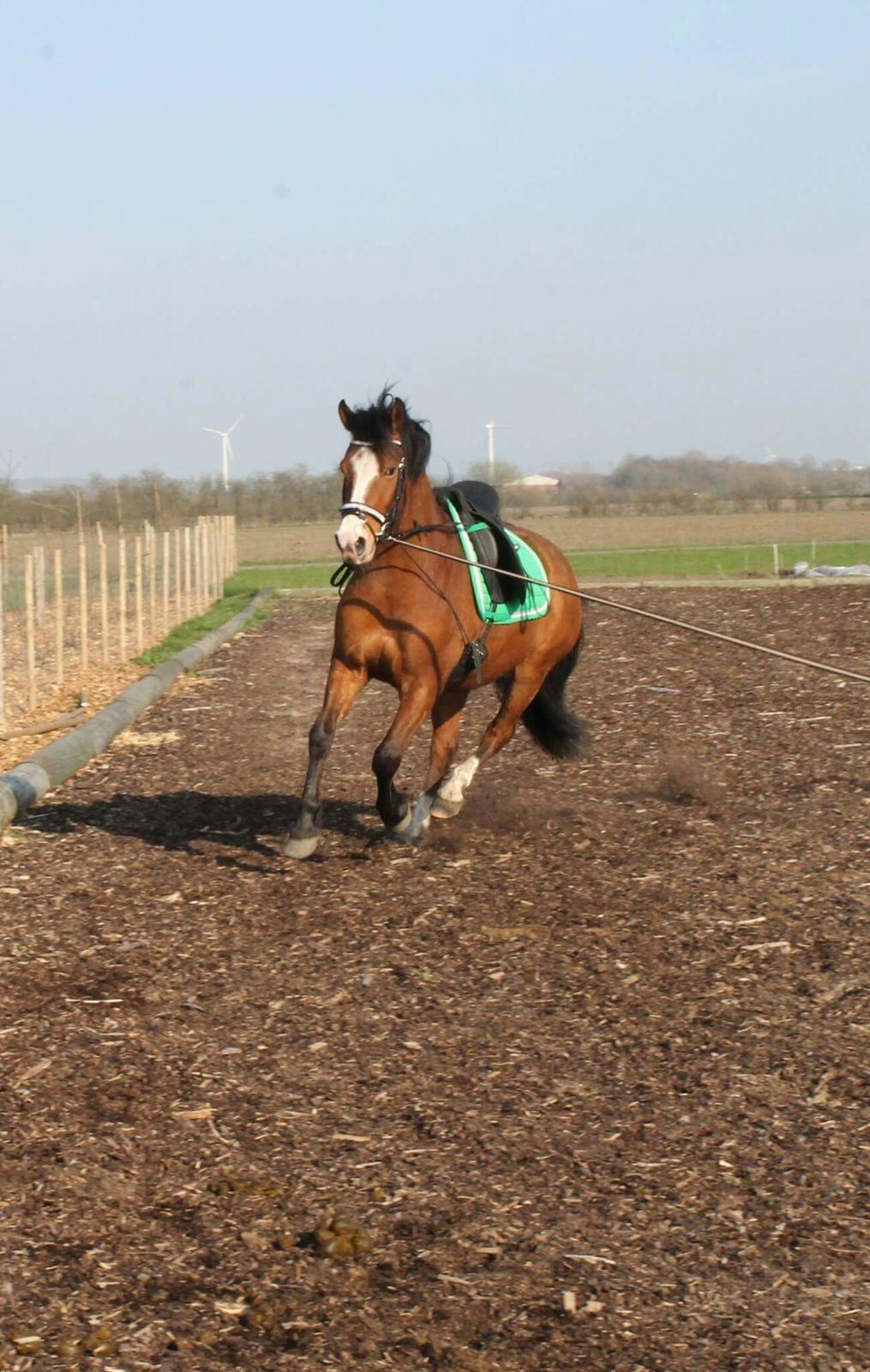 Anden særlig race Luka ( Luksen) billede 18