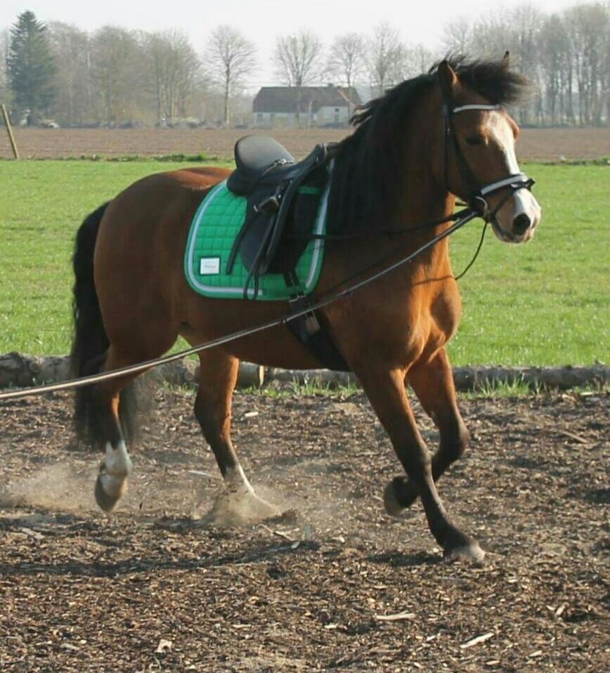 Anden særlig race Luka ( Luksen) billede 10