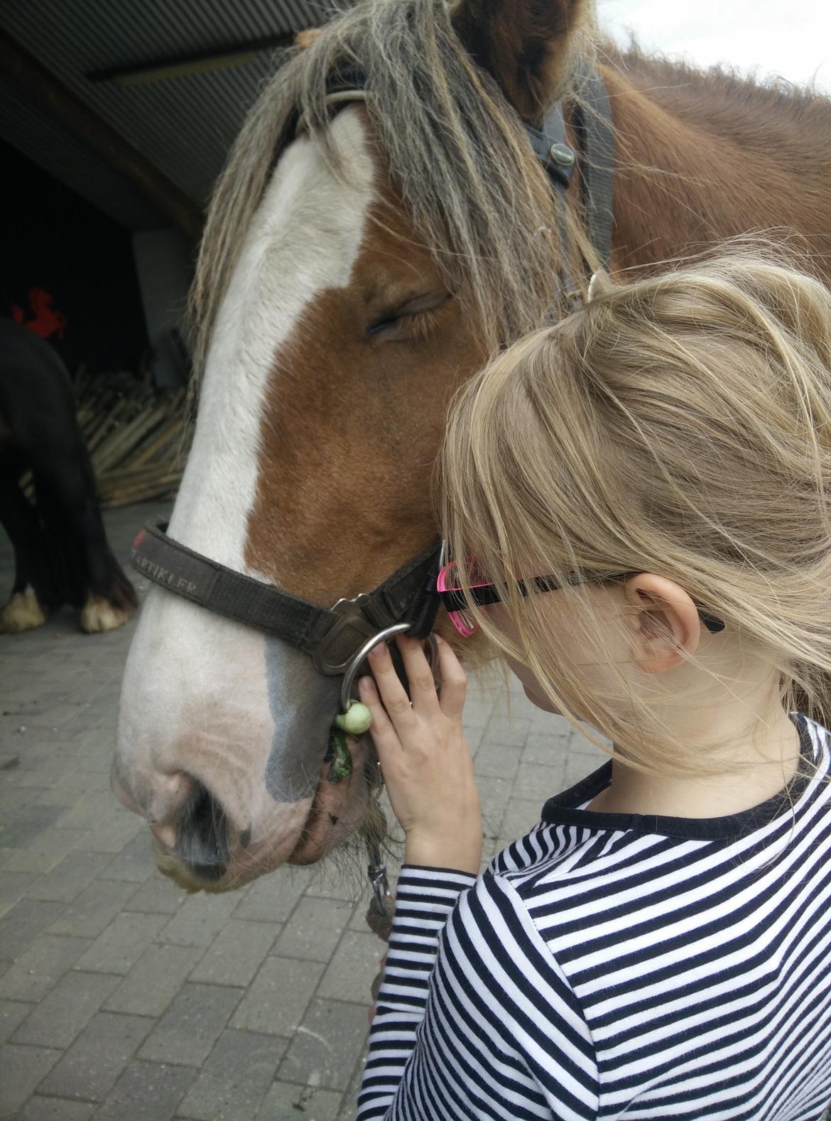 Irish Cob Meyers shelagh billede 6