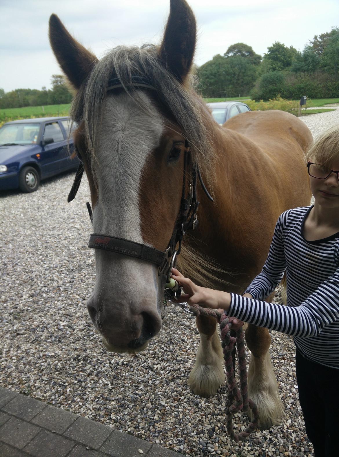 Irish Cob Meyers shelagh billede 11