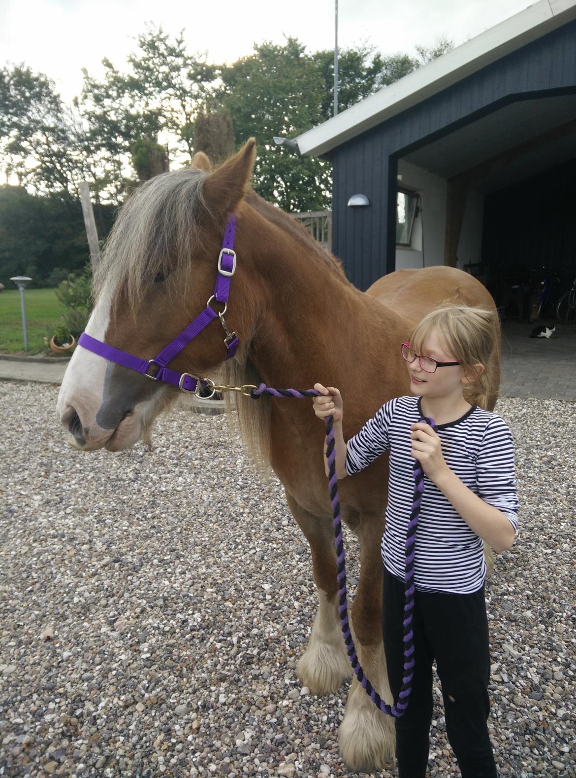 Irish Cob Meyers shelagh billede 5