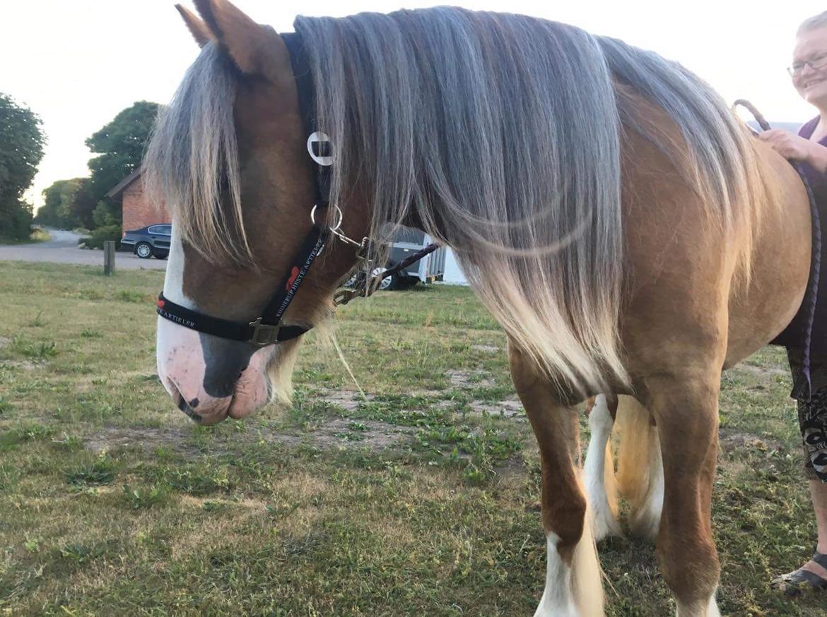 Irish Cob Meyers shelagh billede 4