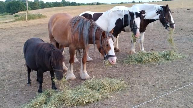 Irish Cob Meyers shelagh billede 12
