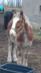 Irish Cob Meyers shelagh billede 14