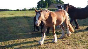 Irish Cob Meyers shelagh billede 15