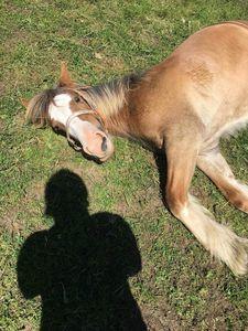 Irish Cob Meyers shelagh billede 13