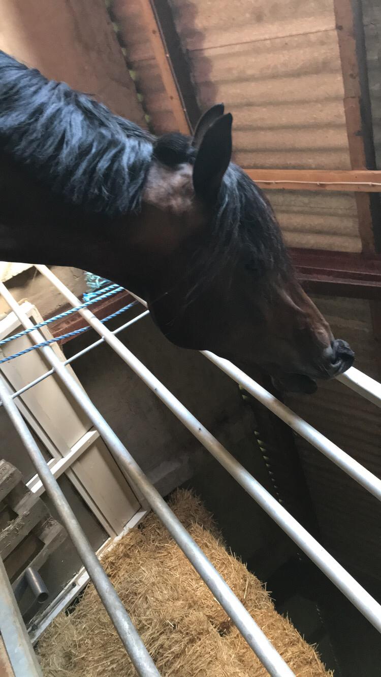 Anden særlig race Østmarks Margrethe  billede 20