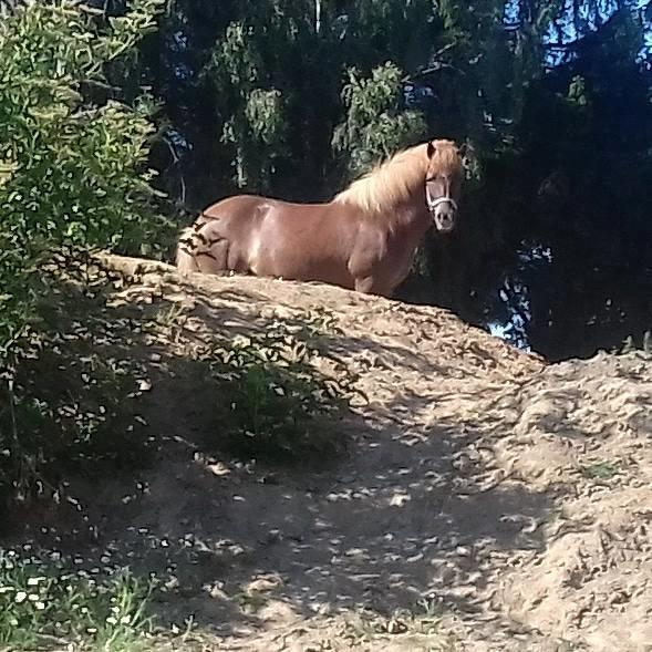 Islænder Grímséy fra Isfryd billede 7