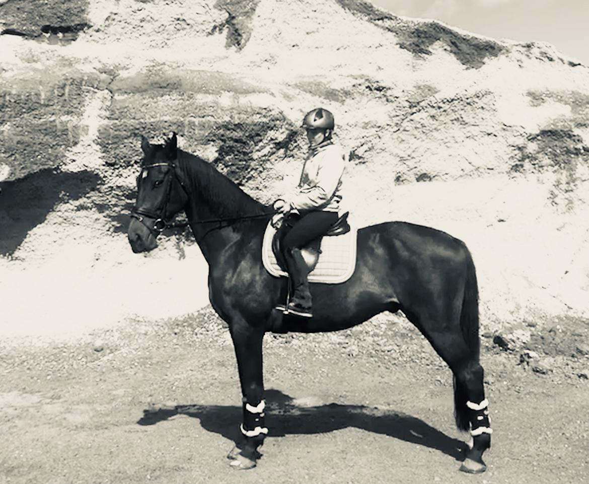 Dansk Varmblod Pelé billede 1