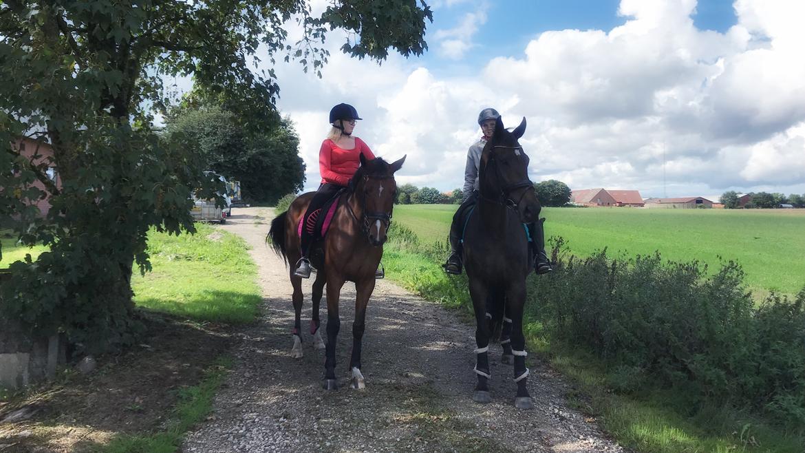 Dansk Varmblod Pelé billede 2