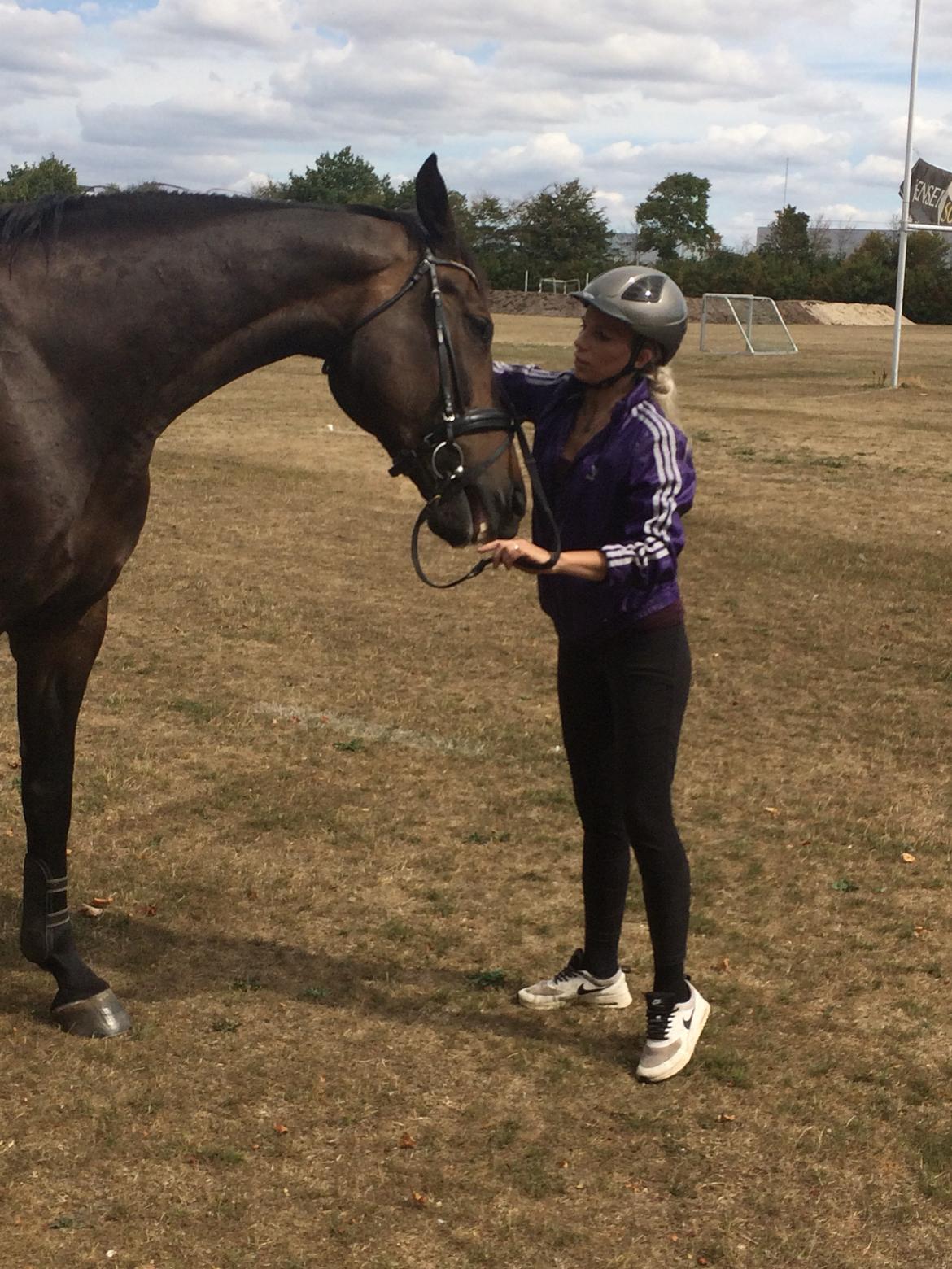 Dansk Varmblod Pelé billede 5