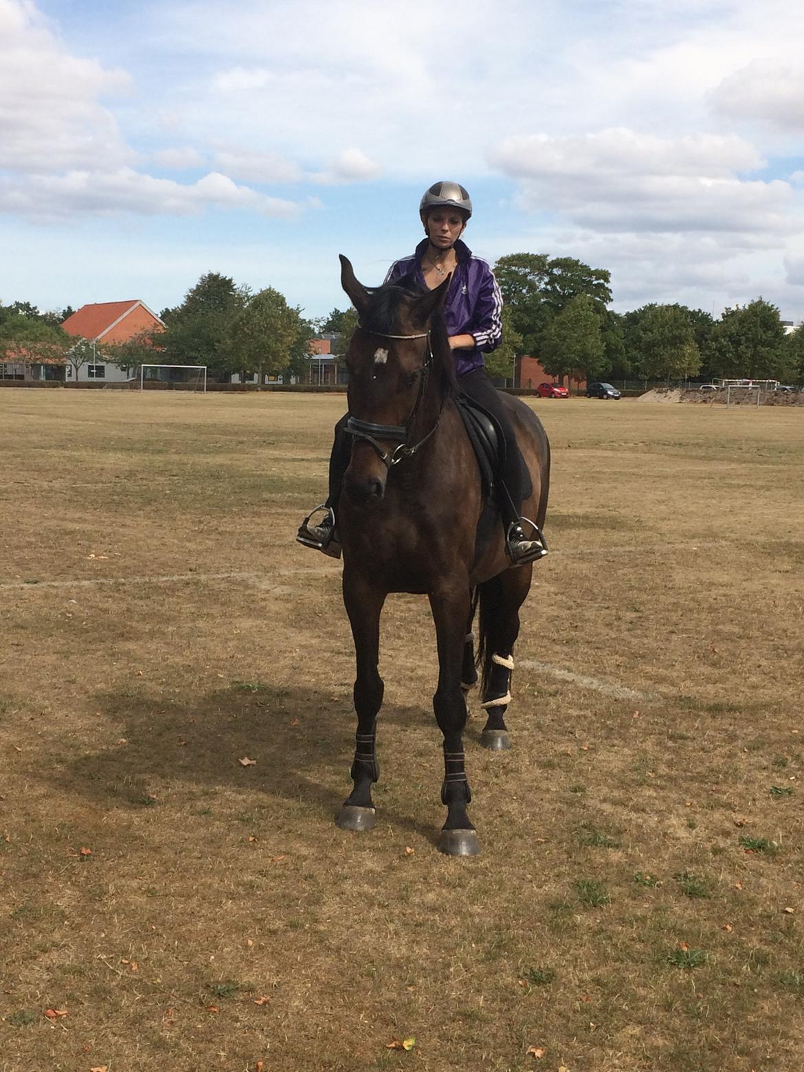 Dansk Varmblod Pelé billede 4