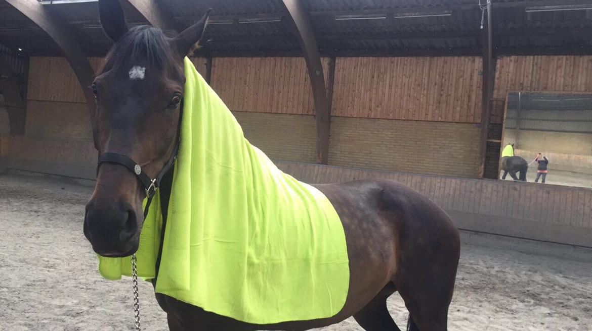 Dansk Varmblod Pelé billede 6